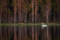 Whooper swan, Cygnus cygnus, couple swimming on the taiga lake with reflection Royalty Free Stock Photo