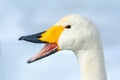 Whooper Swan, Cygnus cygnus, detail bill portrait of bird with black and yellow beak, Hokkaido, Japan Royalty Free Stock Photo