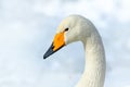 Whooper Swan, Cygnus cygnus, detail bill portrait of bird with black and yellow beak, Hokkaido, Japan Royalty Free Stock Photo