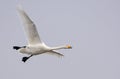 Whooper swan cygnus cygnus in flight over light grey sky with open beak and swinging legs Royalty Free Stock Photo