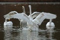 The whooper swan, Cygnus cygnus Royalty Free Stock Photo