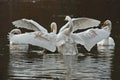 The whooper swan, Cygnus cygnus Royalty Free Stock Photo