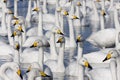 Whooper swan, Cygnus cygnus Royalty Free Stock Photo