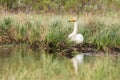 Whooper swan, Cygnus cygnus, on the nest in taiga lake Royalty Free Stock Photo