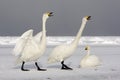 Whooper swan, Cygnus cygnus Royalty Free Stock Photo