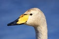 Whooper Swan, Cygnus cygnus, portrait of bird with black and yellow beak, Lake Hornboga, Sweden Royalty Free Stock Photo