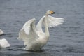 Whooper swan, Cygnus cygnus Royalty Free Stock Photo
