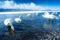 Whooper Swan or Cygnus cygnus swimming on Lake Kussharo in Winter at Akan National Park,Hokkaido,Japan, mountains covered by snow Royalty Free Stock Photo