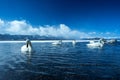 Whooper Swan or Cygnus cygnus swimming on Lake Kussharo in Winter at Akan National Park,Hokkaido,Japan, mountains covered by snow Royalty Free Stock Photo