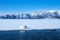 Whooper Swan or Cygnus cygnus swimming on Lake Kussharo in Winter at Akan National Park,Hokkaido,Japan, mountains covered by snow Royalty Free Stock Photo