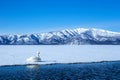 Whooper Swan or Cygnus cygnus swimming on Lake Kussharo in Winter at Akan National Park,Hokkaido,Japan, mountains covered by snow Royalty Free Stock Photo