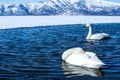 Whooper Swan or Cygnus cygnus swimming on Lake Kussharo in Winter at Akan National Park,Hokkaido,Japan, mountains covered by snow Royalty Free Stock Photo