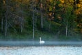 Whooper swan, Cygnus cygnus, swimming on the taiga lake Royalty Free Stock Photo