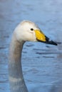 Whooper Swan Cygnus Cygnus Royalty Free Stock Photo