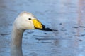 Whooper Swan Cygnus Cygnus Royalty Free Stock Photo