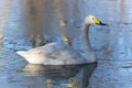 Whooper Swan Cygnus Cygnus Royalty Free Stock Photo