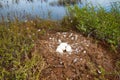 Whooper swan (Cygnus cygnus) nest on the marsh island Royalty Free Stock Photo