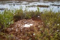 Whooper swan (Cygnus cygnus) nest on the marsh island Royalty Free Stock Photo