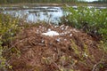 Whooper swan (Cygnus cygnus) nest on the marsh island Royalty Free Stock Photo