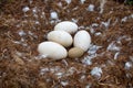 Whooper swan (Cygnus cygnus) nest on the marsh island Royalty Free Stock Photo