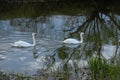 Whooper swan - Cygnus olor in the water on a dark background. River, summer evening Royalty Free Stock Photo