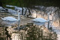 Whooper swan - Cygnus olor in the water on a dark background. River, summer evening Royalty Free Stock Photo