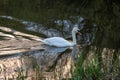 Whooper swan - Cygnus olor in the water on a dark background. River, summer evening Royalty Free Stock Photo