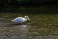 Whooper swan - Cygnus olor in the water on a dark background. River, summer evening Royalty Free Stock Photo