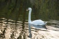 Whooper swan - Cygnus olor in the water on a dark background. River, summer evening Royalty Free Stock Photo