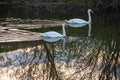 Whooper swan - Cygnus olor in the water on a dark background. River, summer evening Royalty Free Stock Photo