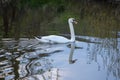 Whooper swan - Cygnus olor in the water on a dark background. River, summer evening Royalty Free Stock Photo