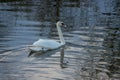 Whooper swan - Cygnus olor in the water on a dark background. River, summer evening Royalty Free Stock Photo