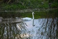 Whooper swan - Cygnus olor in the water on a dark background. River, summer evening Royalty Free Stock Photo