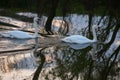 Whooper swan - Cygnus olor in the water on a dark background. River, summer evening Royalty Free Stock Photo