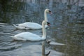 Whooper swan - Cygnus olor in the water on a dark background. River, summer evening Royalty Free Stock Photo