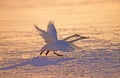 Whooper Swan, cygnus cygnus, Pair Taking off from Frozen Lake, Hokkaido Island in Japan Royalty Free Stock Photo