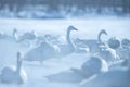 Whooper Swan or Cygnus cygnus swimming on Lake Kussharo in Winter at Akan National Park,Hokkaido,Japan, hot springs, birding Royalty Free Stock Photo