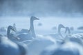 Whooper Swan or Cygnus cygnus swimming on Lake Kussharo in Winter at Akan National Park,Hokkaido,Japan, hot springs, birding Royalty Free Stock Photo