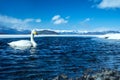 Whooper Swan or Cygnus cygnus swimming on Lake Kussharo in Winter at Akan National Park,Hokkaido,Japan, mountains covered by snow Royalty Free Stock Photo