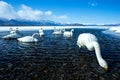 Whooper Swan or Cygnus cygnus swimming on Lake Kussharo in Winter at Akan National Park,Hokkaido,Japan, mountains covered by snow Royalty Free Stock Photo