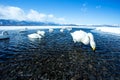 Whooper Swan or Cygnus cygnus swimming on Lake Kussharo in Winter at Akan National Park,Hokkaido,Japan, mountains covered by snow Royalty Free Stock Photo