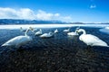 Whooper Swan or Cygnus cygnus swimming on Lake Kussharo in Winter at Akan National Park,Hokkaido,Japan, mountains covered by snow Royalty Free Stock Photo