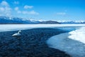 Whooper Swan or Cygnus cygnus swimming on Lake Kussharo in Winter at Akan National Park,Hokkaido,Japan, mountains covered by snow Royalty Free Stock Photo