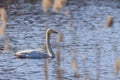 Whooper Swan(Cygnus cygnus) in springtime pond water Royalty Free Stock Photo