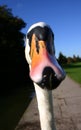 Whooper Swan Face On Royalty Free Stock Photo