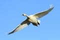 Whooper Swan in Flight