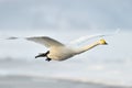 Whooper Swan Royalty Free Stock Photo