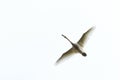 Whooper swan in flight Royalty Free Stock Photo