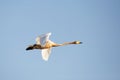 Whooper swan flight