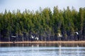 Whooper Swan flying over taiga river. Royalty Free Stock Photo